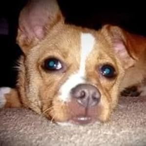 Meet your Posher, Jerry